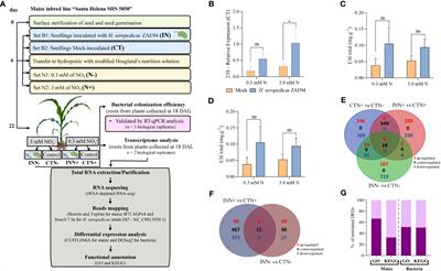 Dual RNA-seq of maize and H. seropedicae ZAE94 association, in different doses of nitrate, reveals novel insights into Plant-PGPB-environment relationship